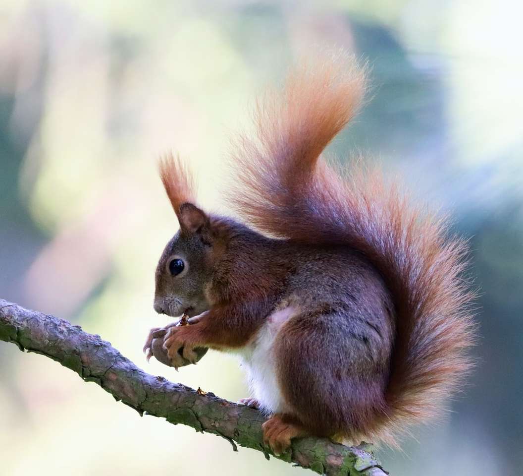 bruine en witte eekhoorn met bruine noot op boomtak legpuzzel online