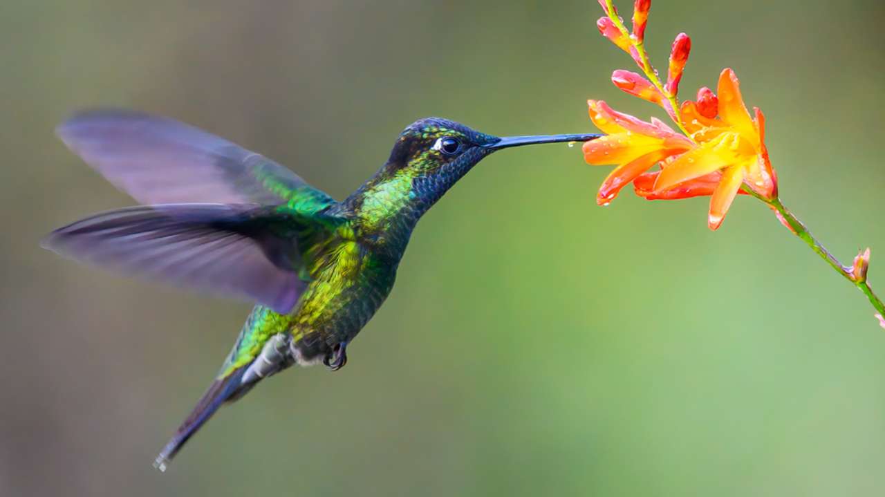 Il colibrì puzzle online