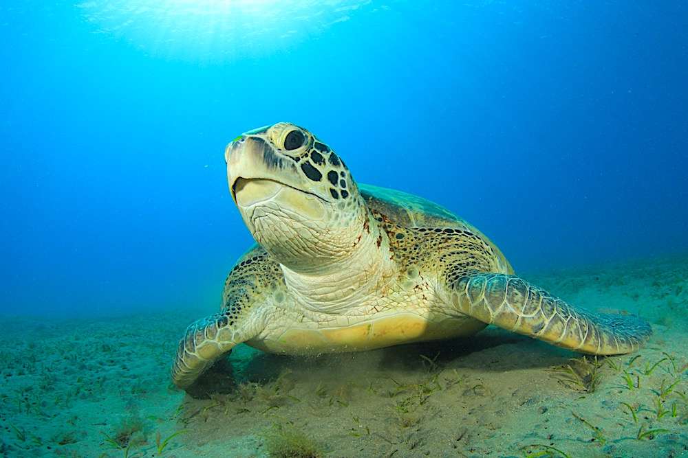Vízi teknős kirakós online