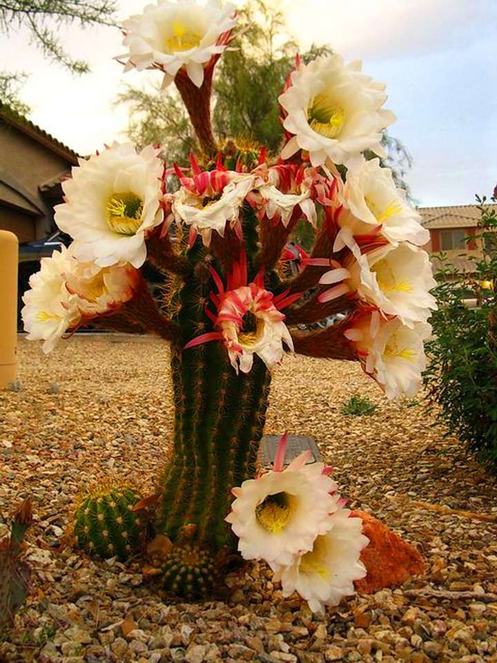 Cactus floreciente rompecabezas en línea