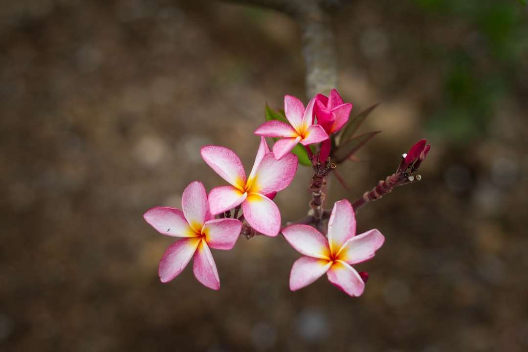 Foto en primer plano de la flor de pétalos de color rosa y blanco rompecabezas en línea