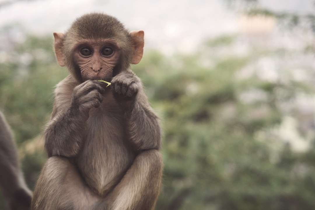 selektives Foto von braunen und weißen Primaten Puzzlespiel online