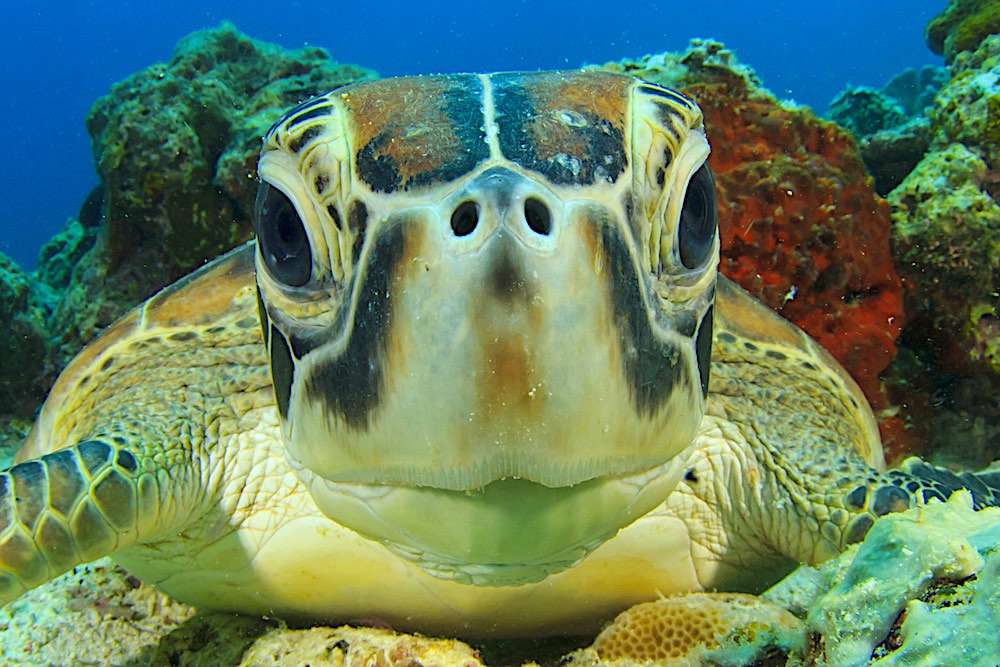 Wasserschildkröte Online-Puzzle