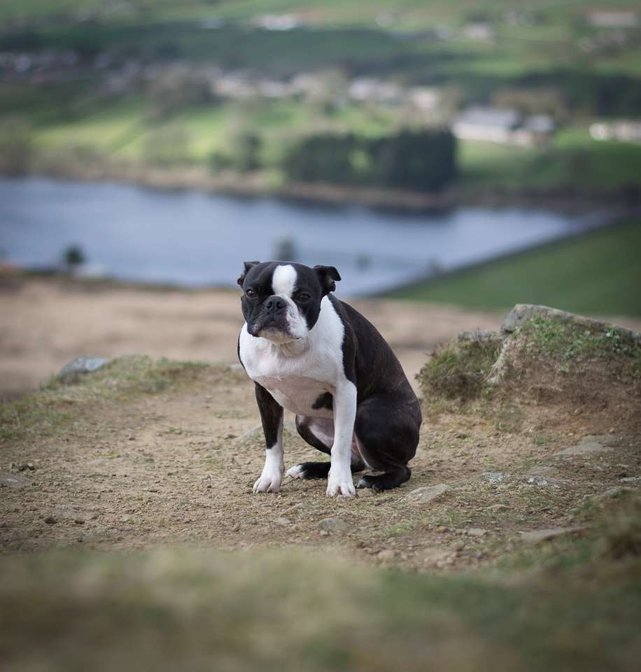 zwart-witte kortharige hond op bruine grond nabij het lichaam online puzzel
