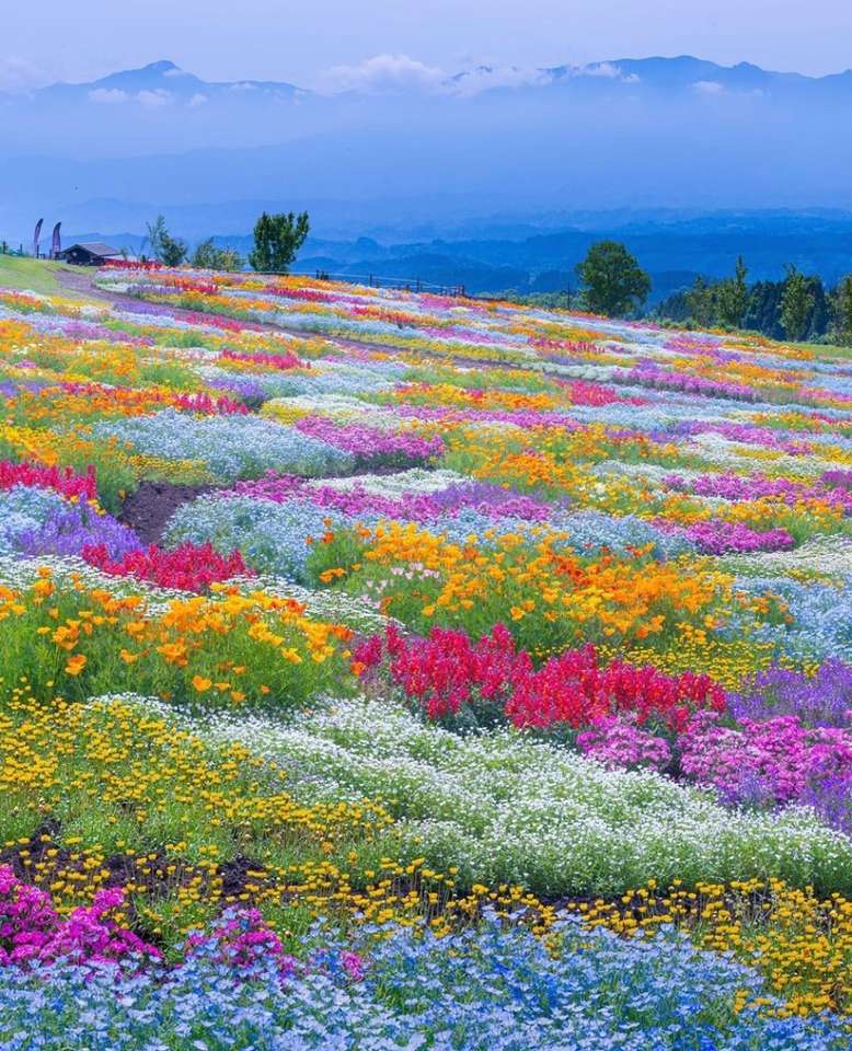 Primavera no Kuju Flower Park, Japão puzzle online