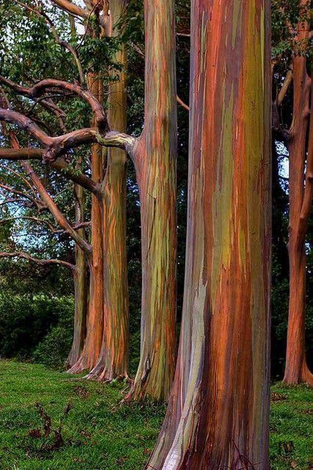 Regnbågens eukalyptus pussel på nätet