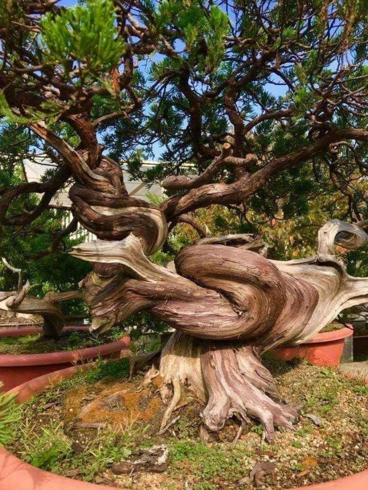 Vecchio albero insolito puzzle online