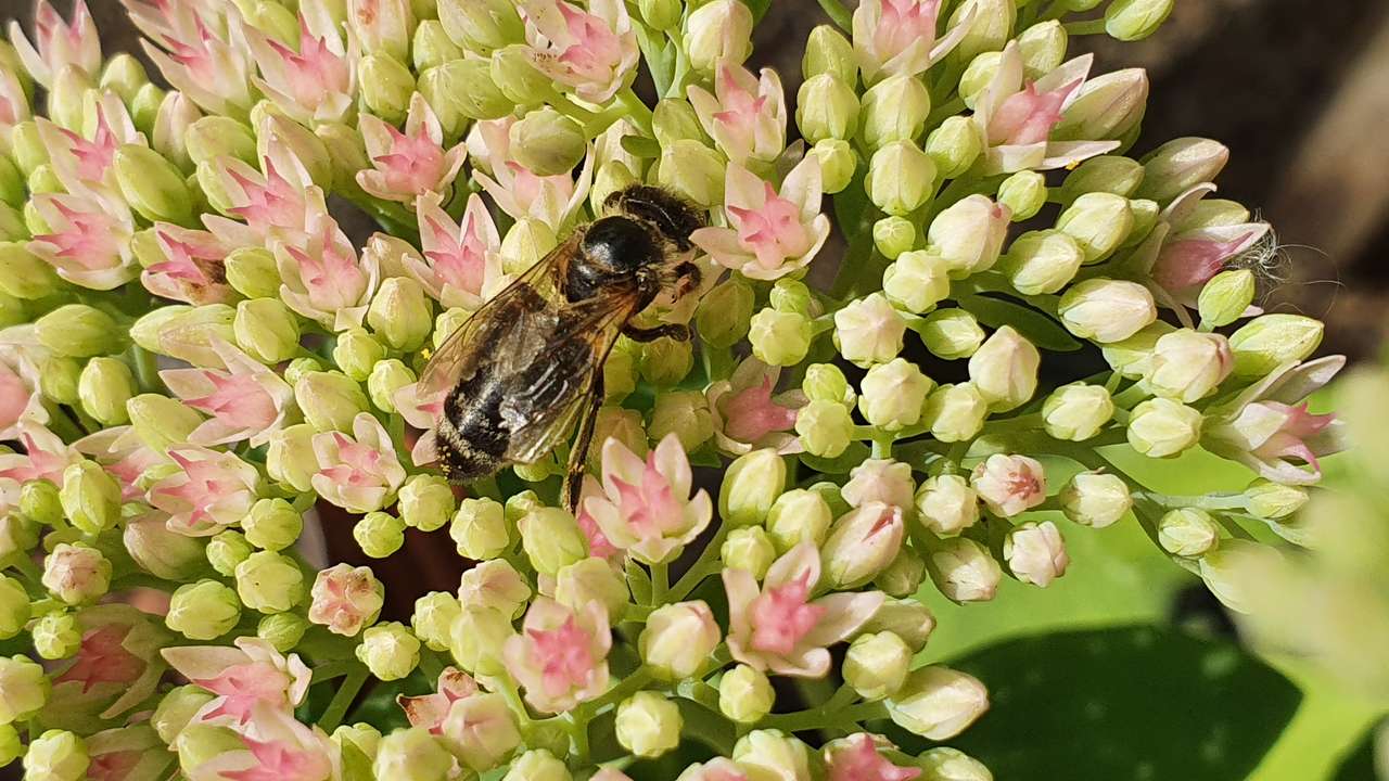 Divoká včela online puzzle