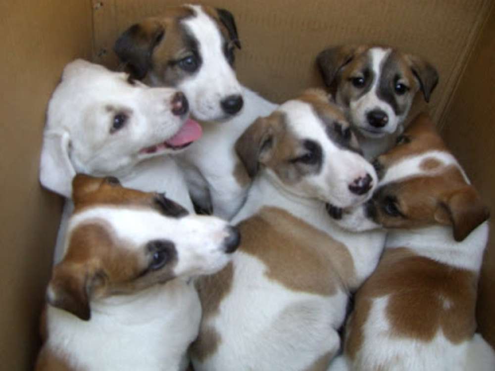 Una caja llena de adorables cachorros. rompecabezas en línea