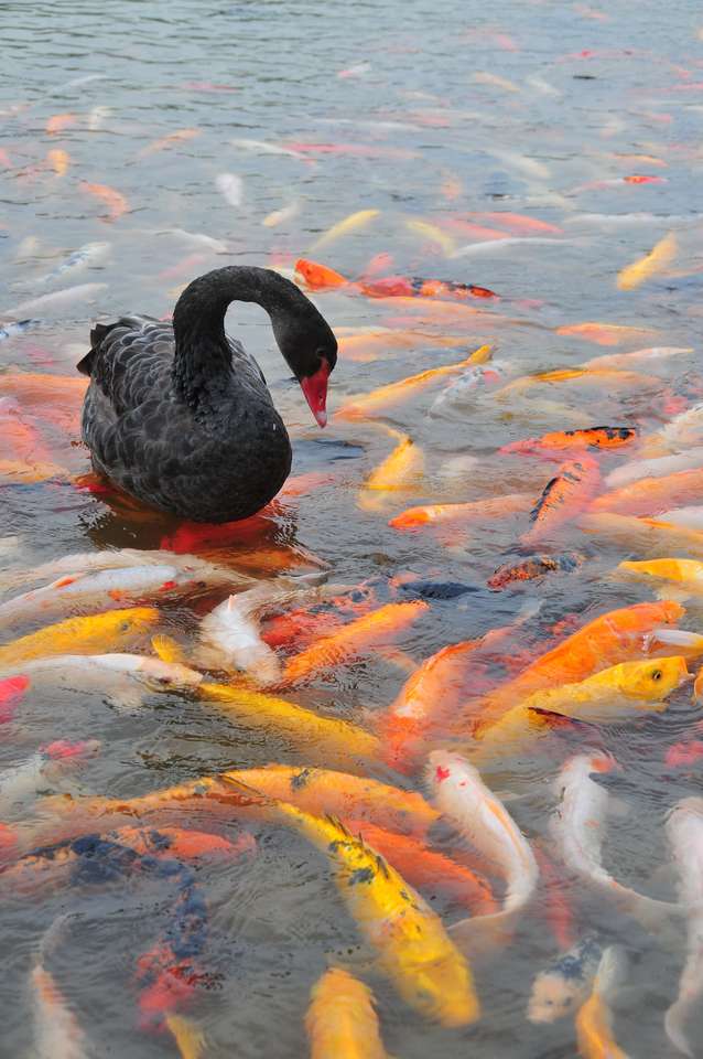 Zwarte zwaan met vis legpuzzel online