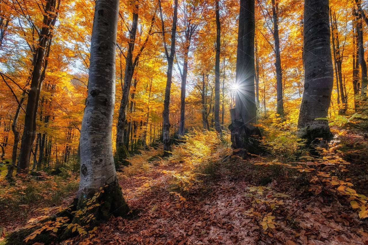 Zonnige herfst in het bos legpuzzel online