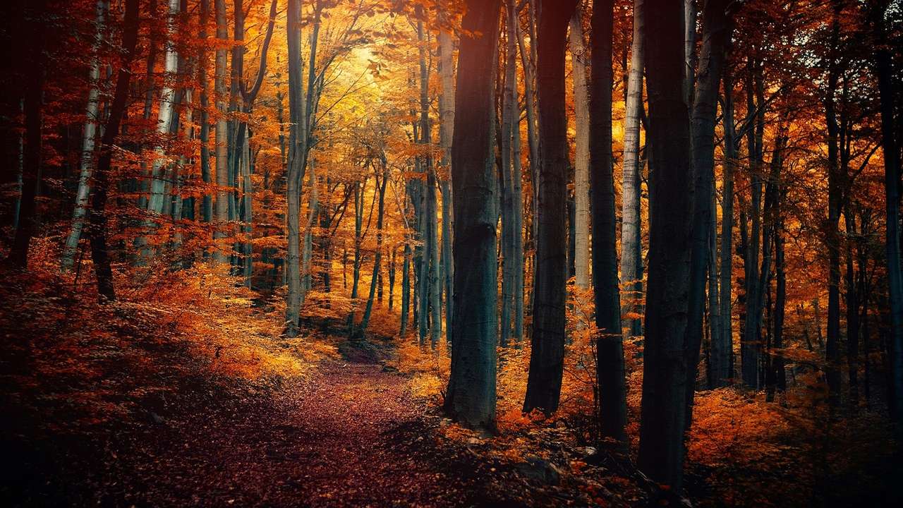 Sonniger Herbst im Wald Online-Puzzle