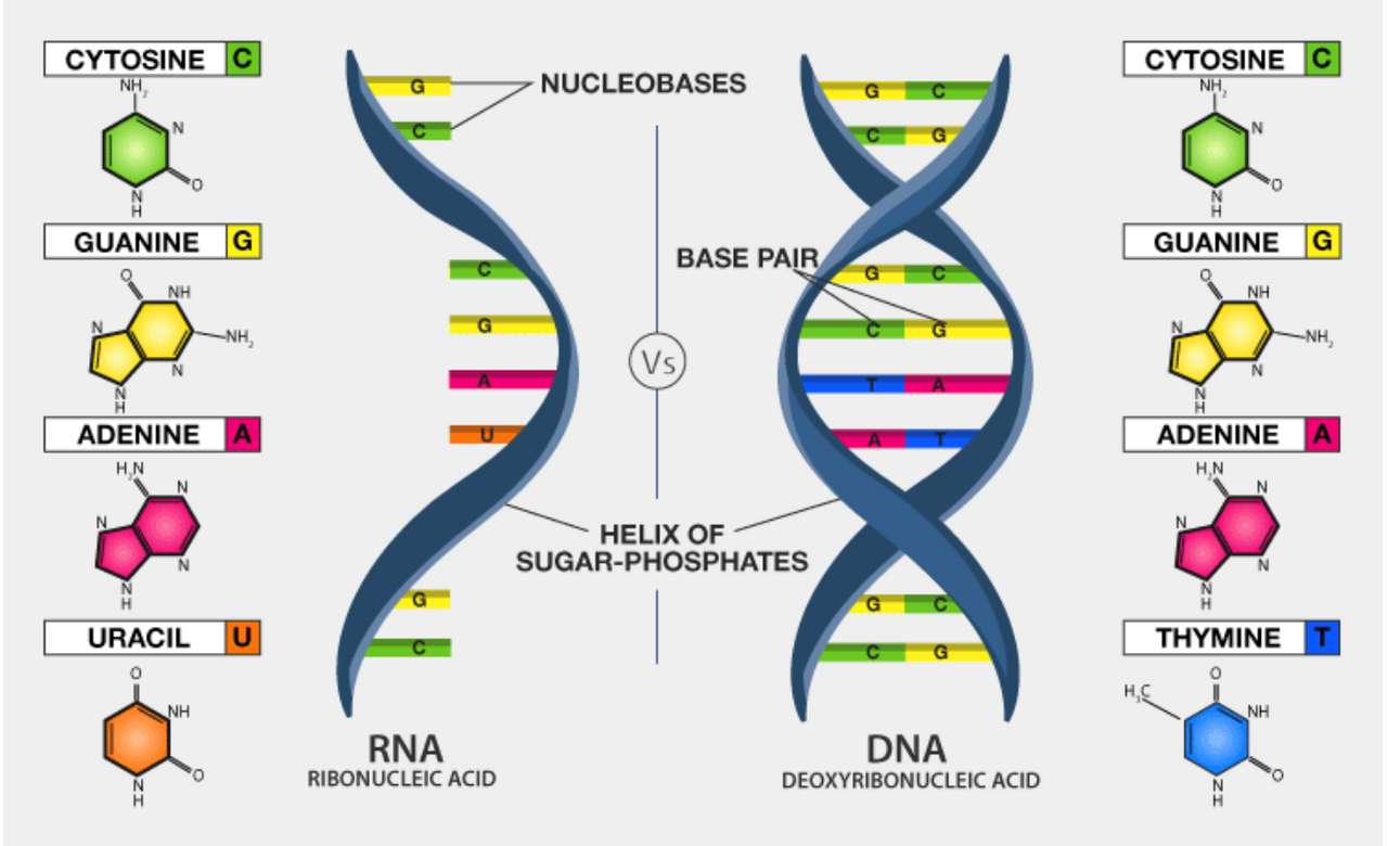 головоломка ДНК онлайн пазл