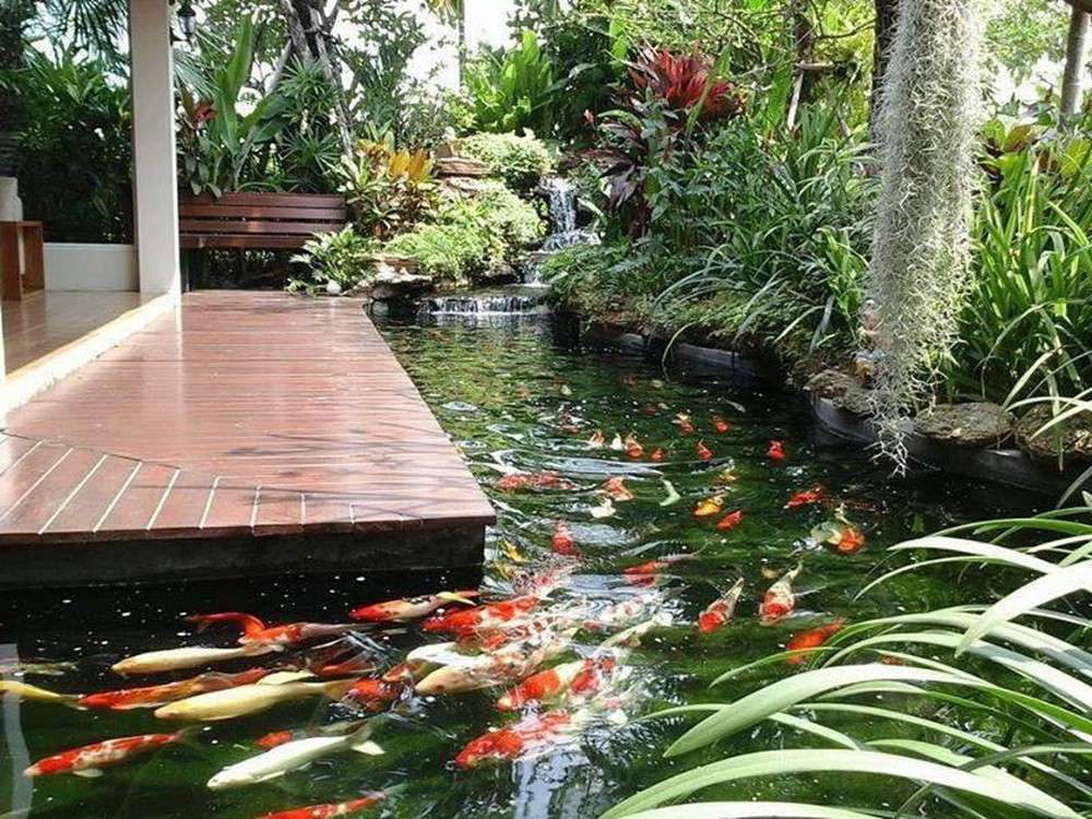 Езерце с екзотична риба онлайн пъзел