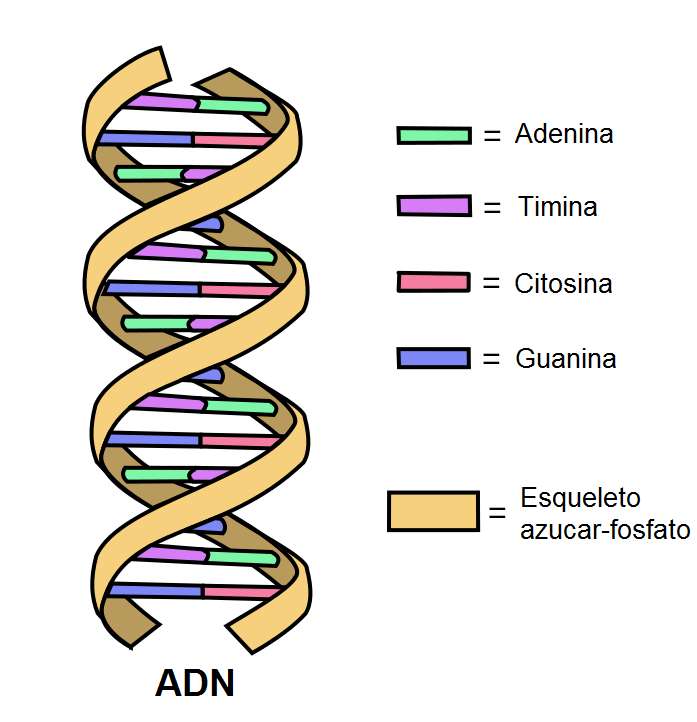 DNA 2-puzzel legpuzzel online