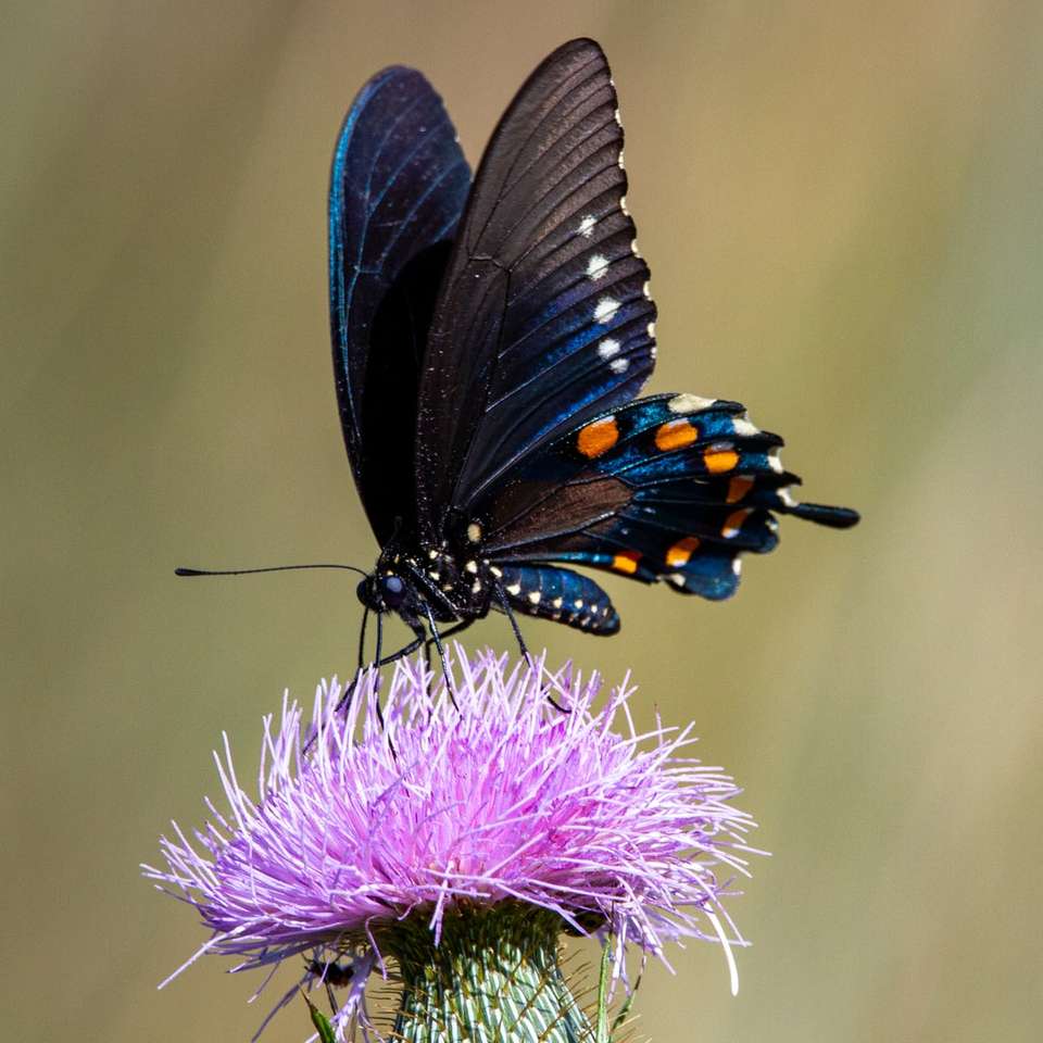 zwarte en oranje vlinder op paarse bloem legpuzzel online
