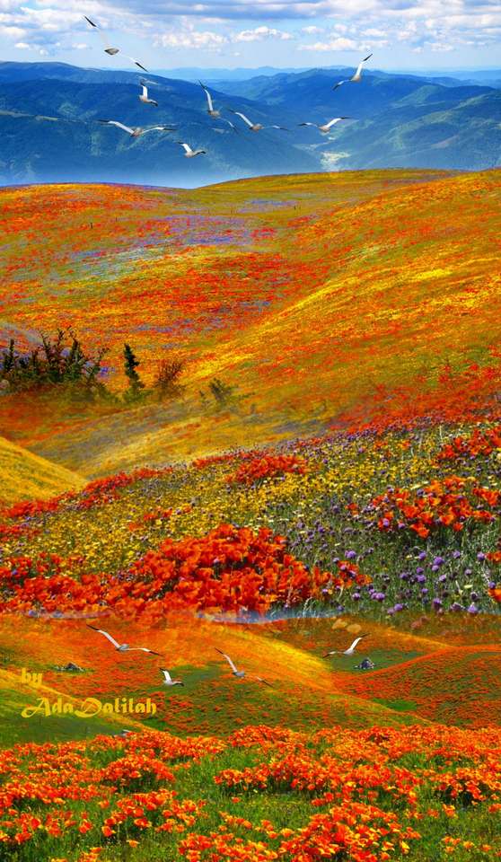A mező tavasszal virágzott kirakós online
