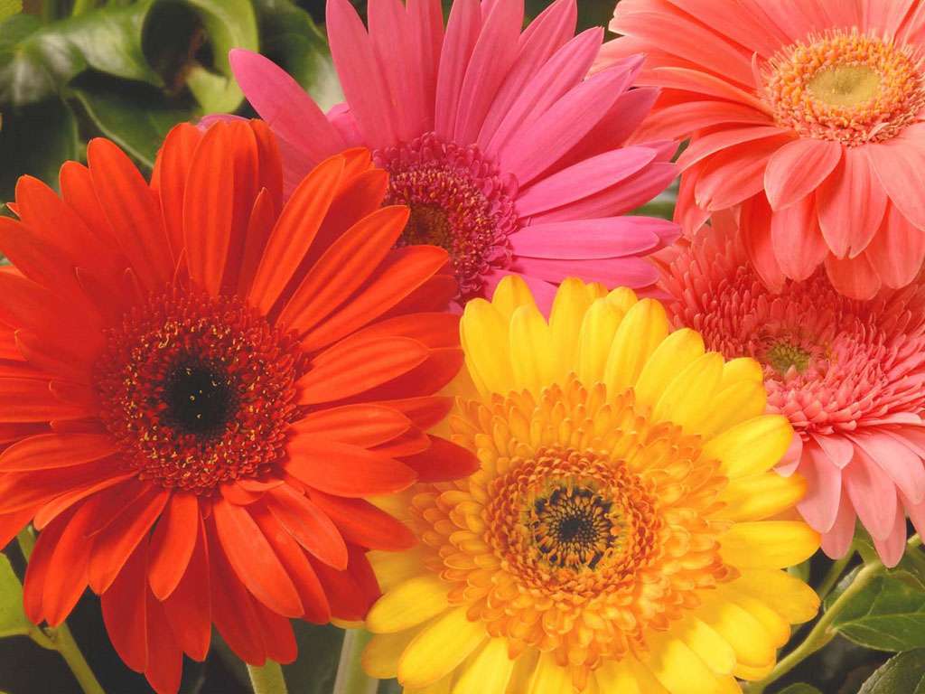 Colorful gerberas jigsaw puzzle online