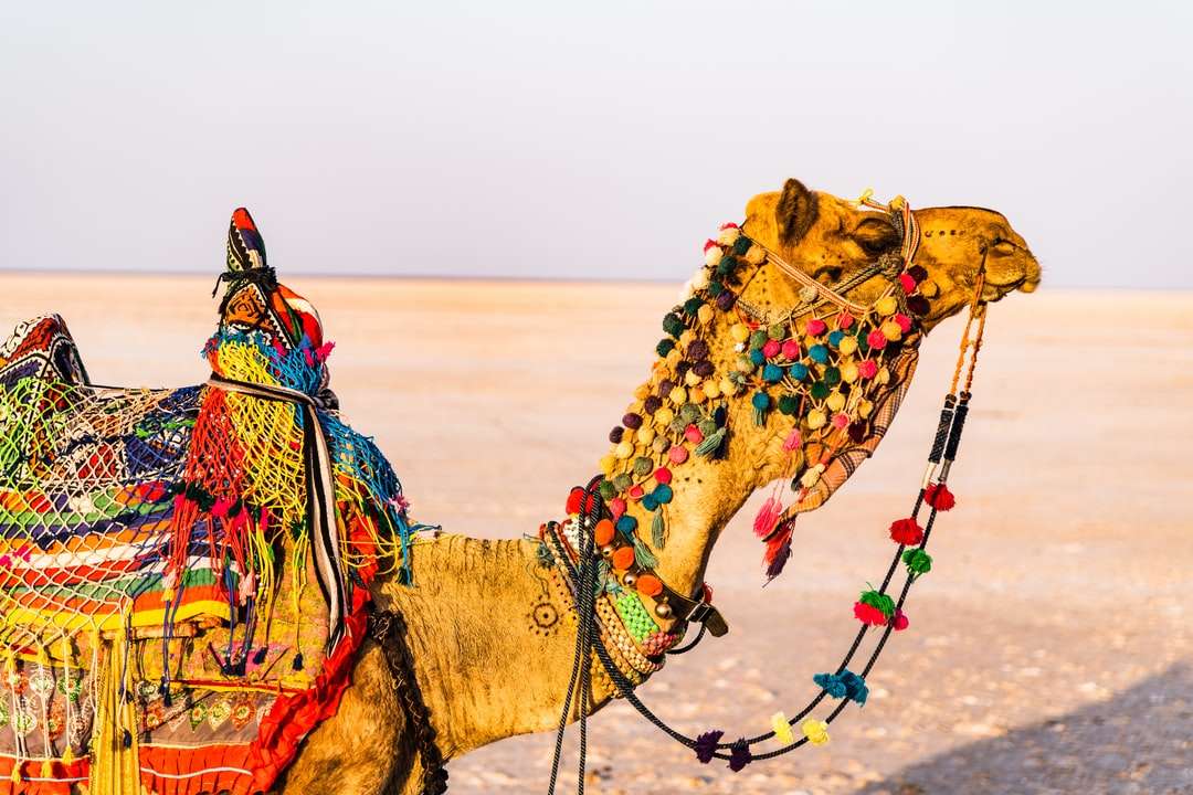 braunes Kamel auf braunem Feld tagsüber Puzzlespiel online