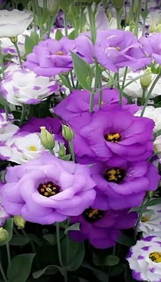 Λουλούδια μοβ παζλ online