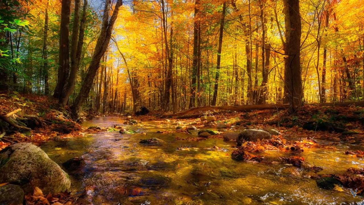 Podzim v lese online puzzle