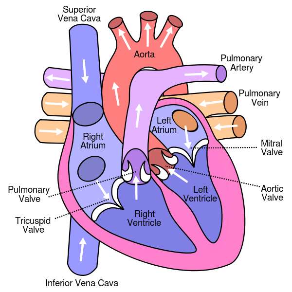 parts of the heart jigsaw puzzle online