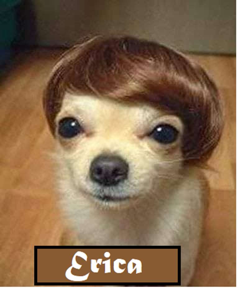 wig dog online puzzle