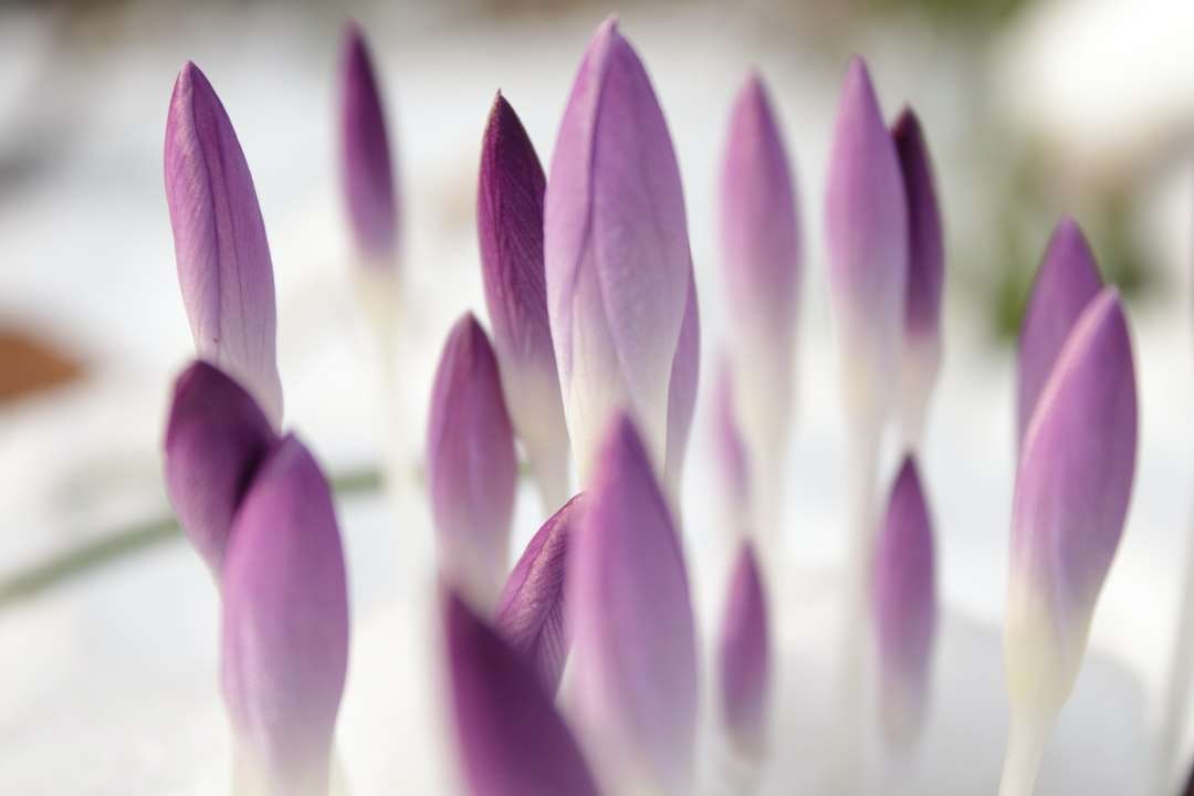 Fotografía de enfoque superficial de flores púrpuras rompecabezas en línea