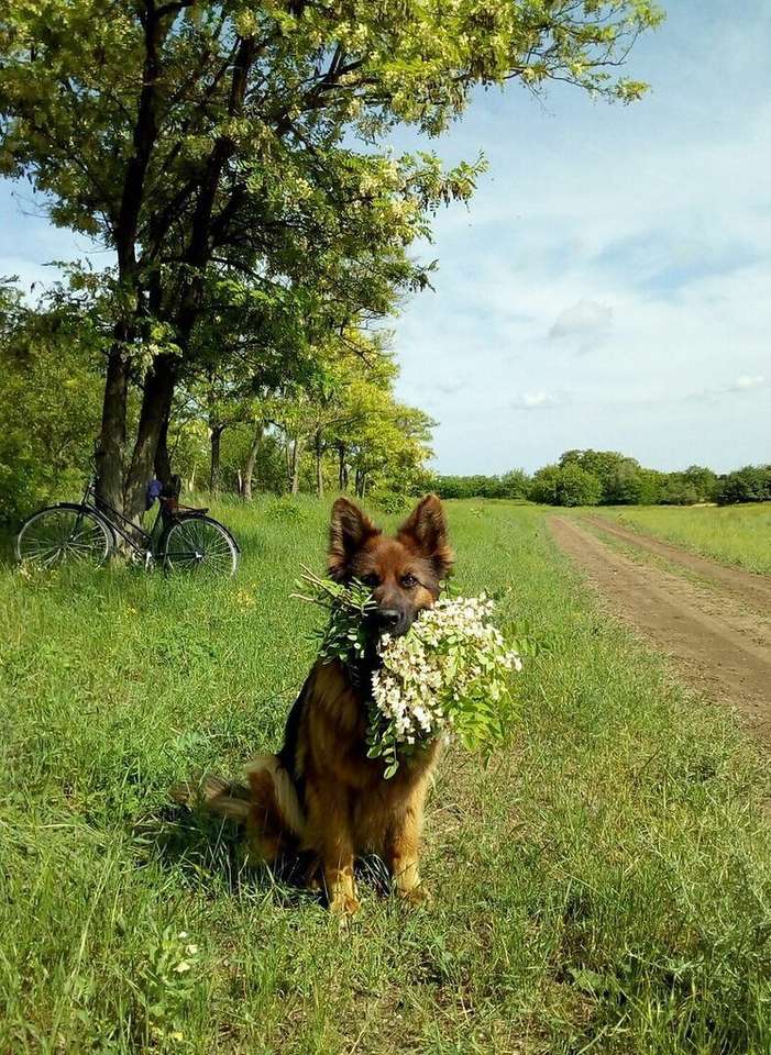 perrito con flores rompecabezas en línea
