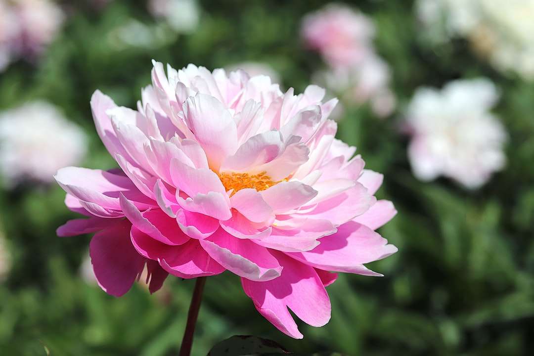 flor rosa y blanca en lente de cambio de inclinación rompecabezas en línea