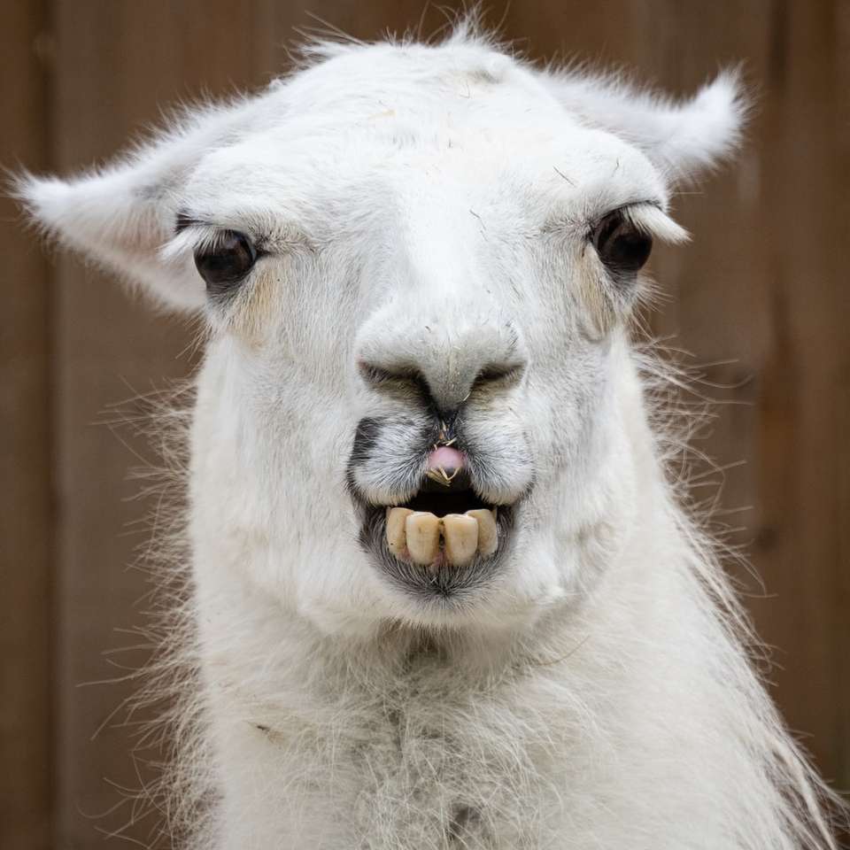 weißes Lama mit braunen Augen Puzzlespiel online