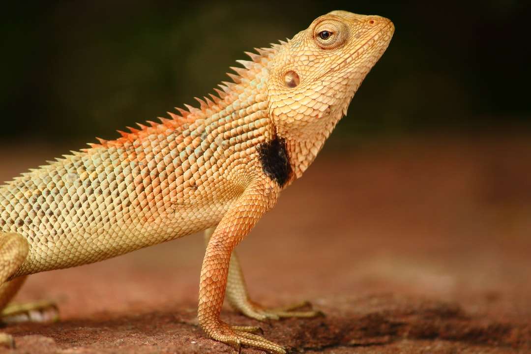 mělké zaměření fotografie hnědého chameleona skládačky online