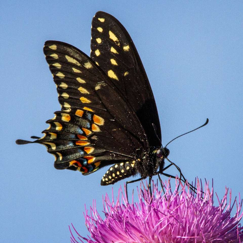 farfalla nera e gialla appollaiata su un fiore viola puzzle online
