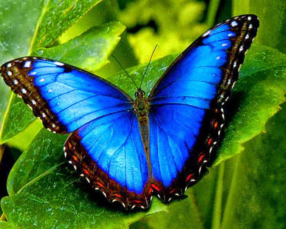 Синя рядка пеперуда онлайн пъзел