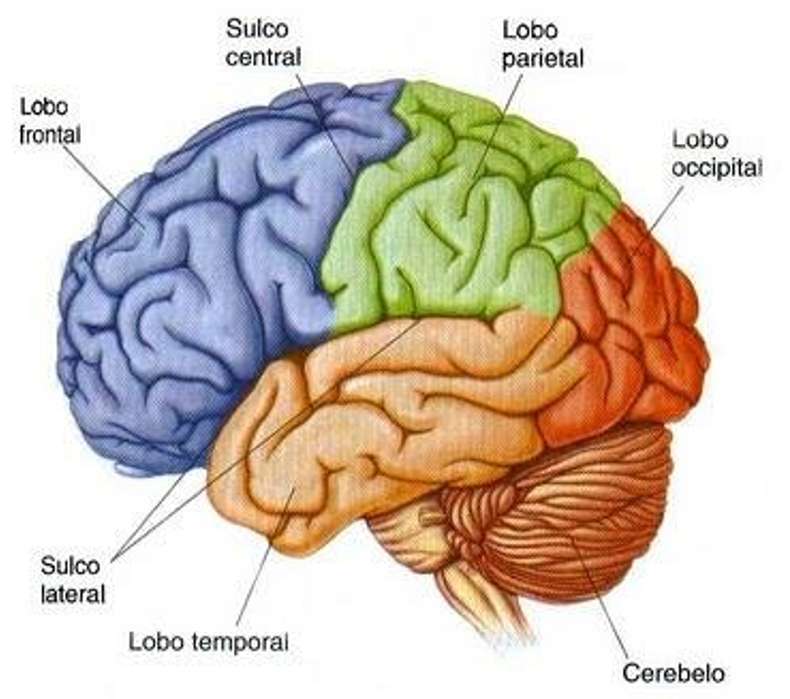 головной мозг онлайн-пазл