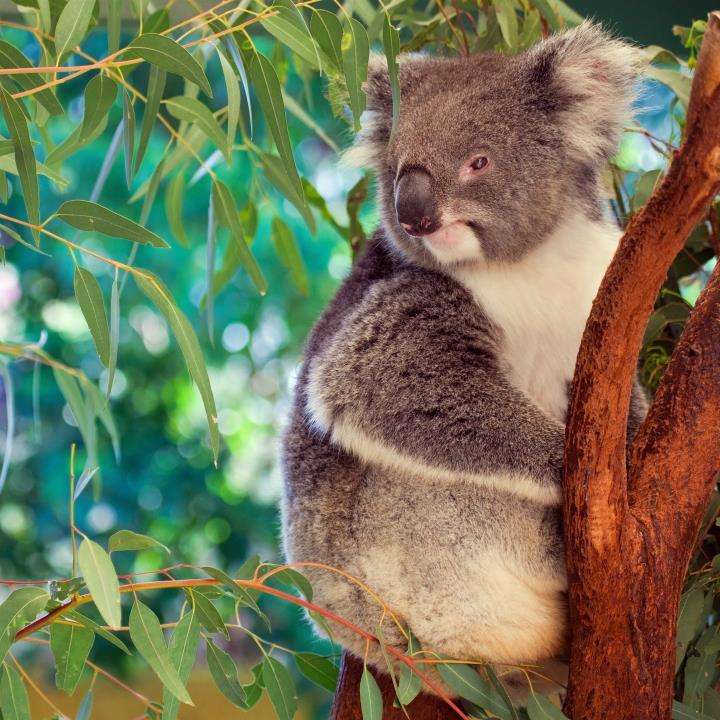 Koala in Australia online puzzle