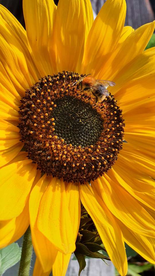 sunflower with bumblebee online puzzle