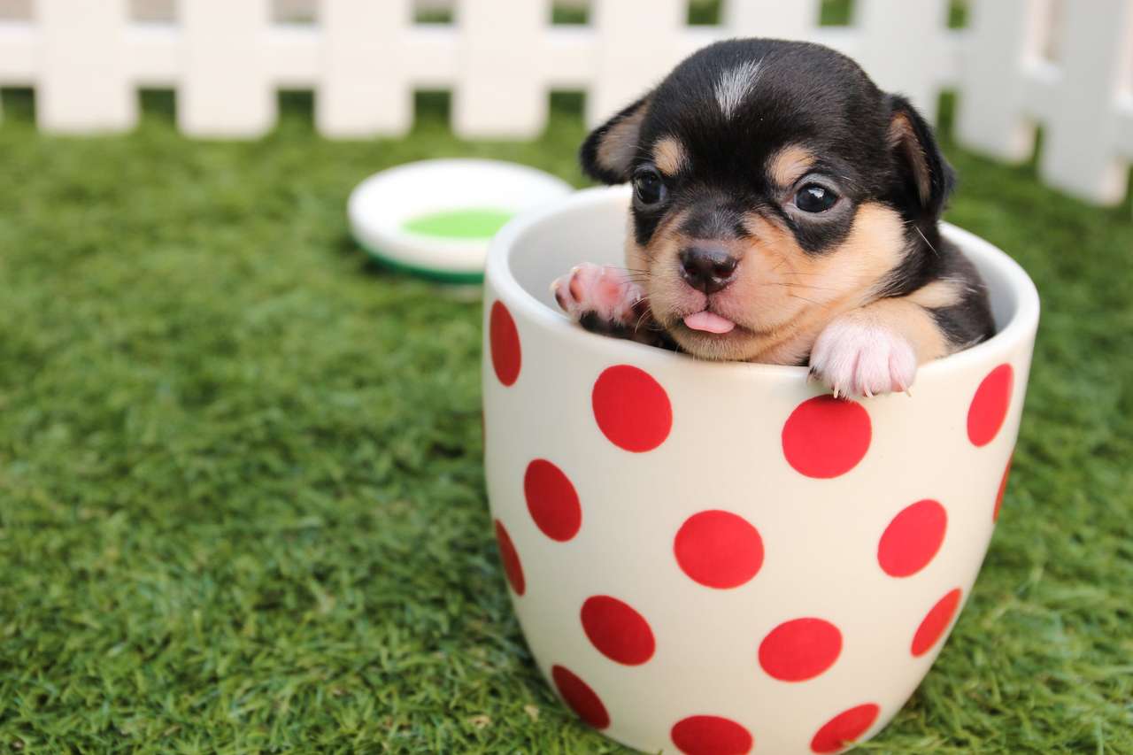 Puppy in een pot online puzzel