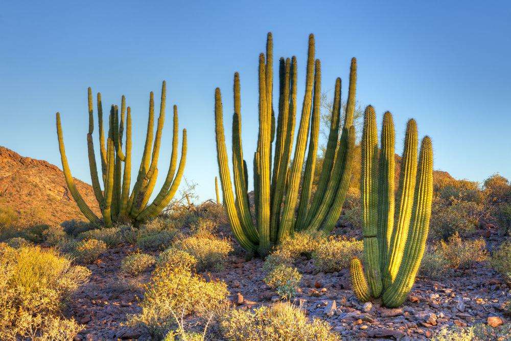 cactussen in de woestijn legpuzzel online