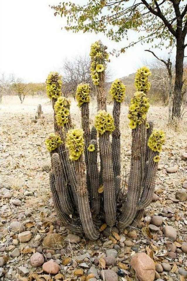 кактуси в пустинята онлайн пъзел