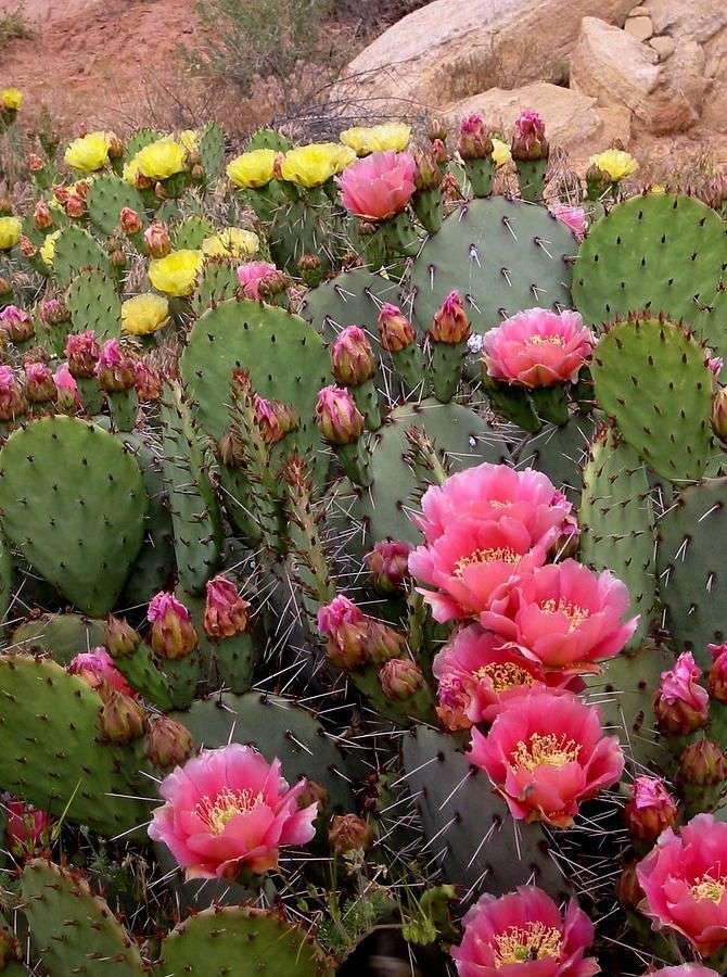rosa kaktus pussel på nätet