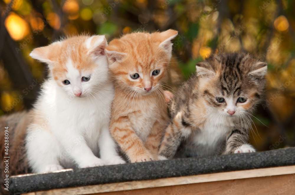 Tres lindos gatitos rompecabezas en línea