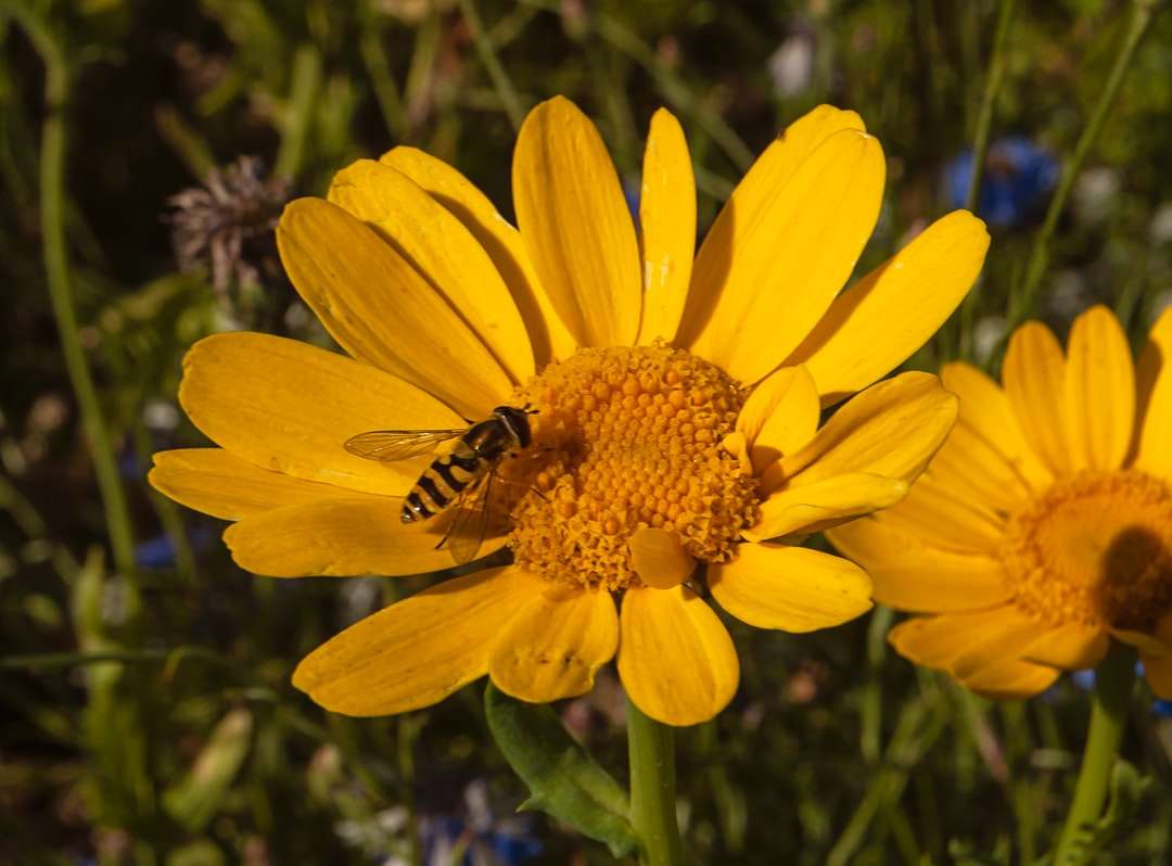 gelbe Sonnenblume in Nahaufnahme Puzzlespiel online