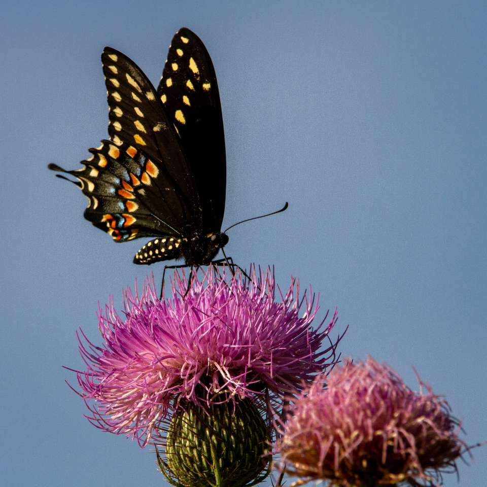 černobílý motýl na fialovém květu skládačky online