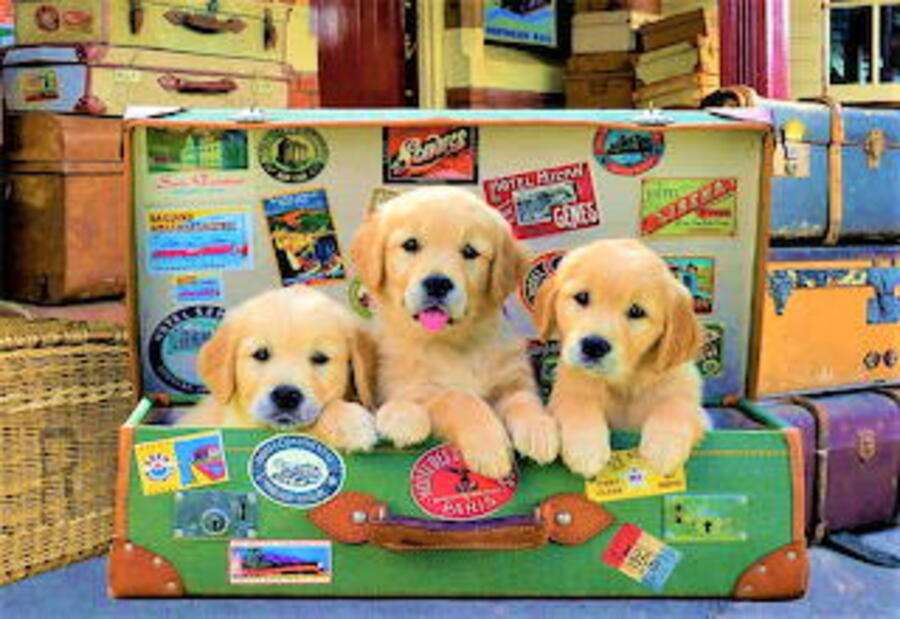 Trio canino quebra-cabeças online