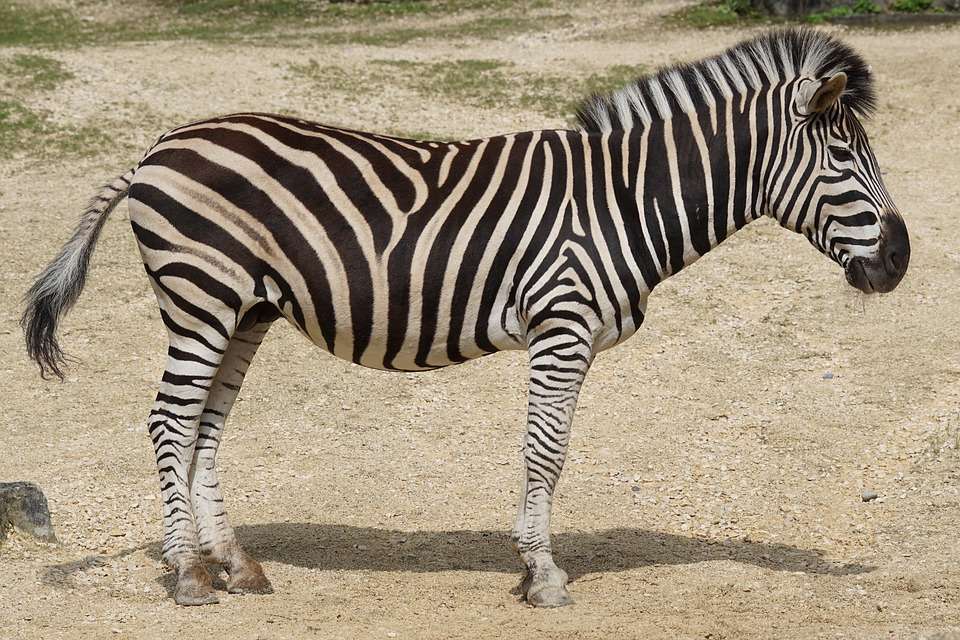 Zebra stripes online puzzle