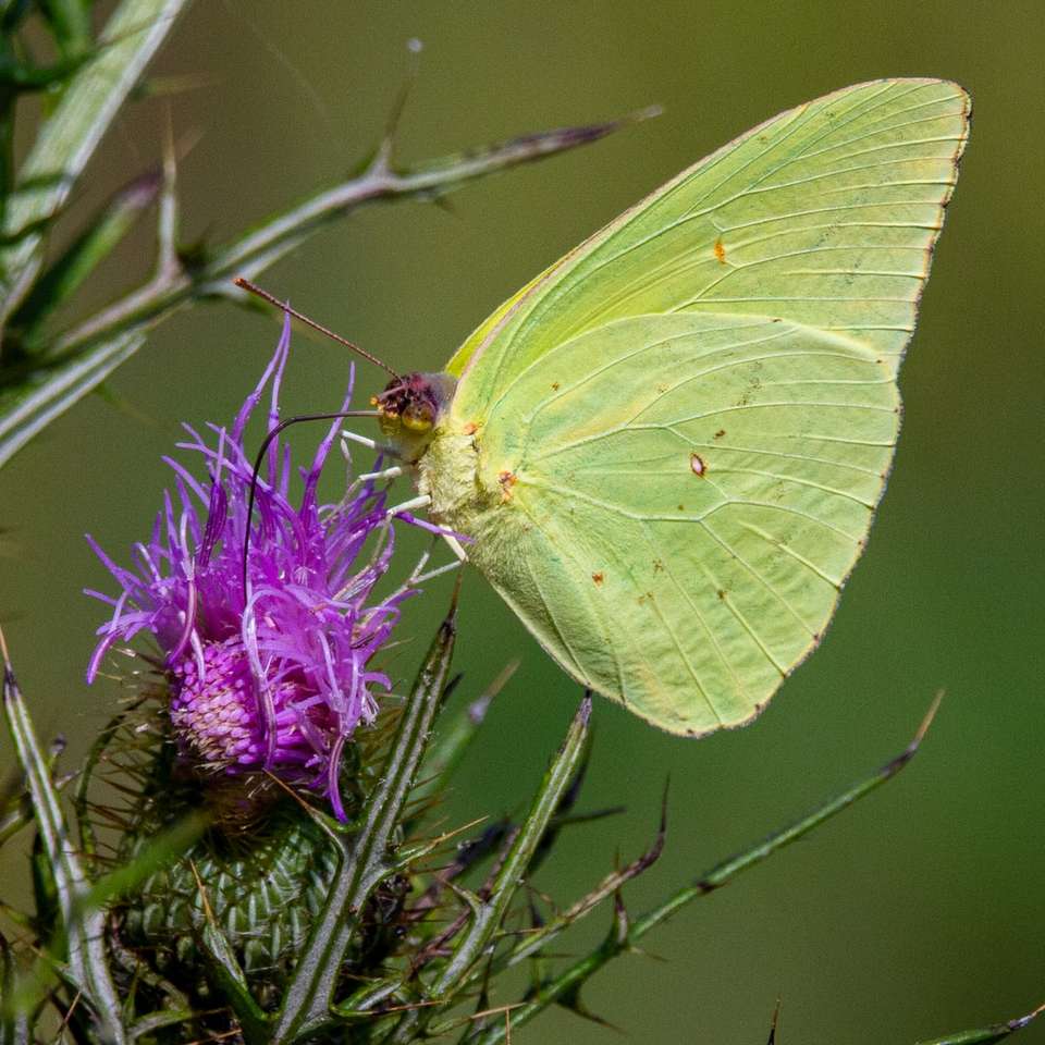 зелена пеперуда, кацнала върху лилаво цвете онлайн пъзел