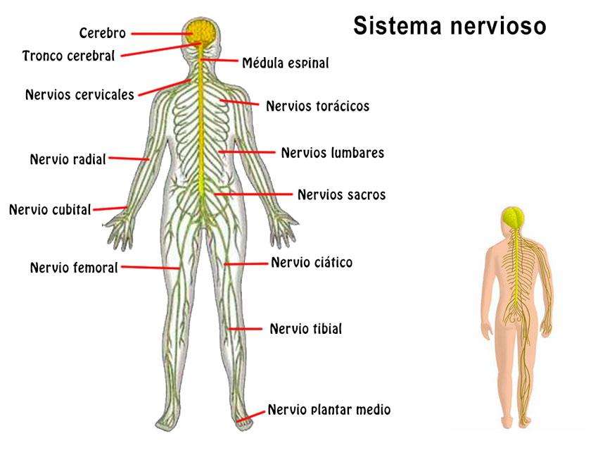 Нервна система онлайн пъзел