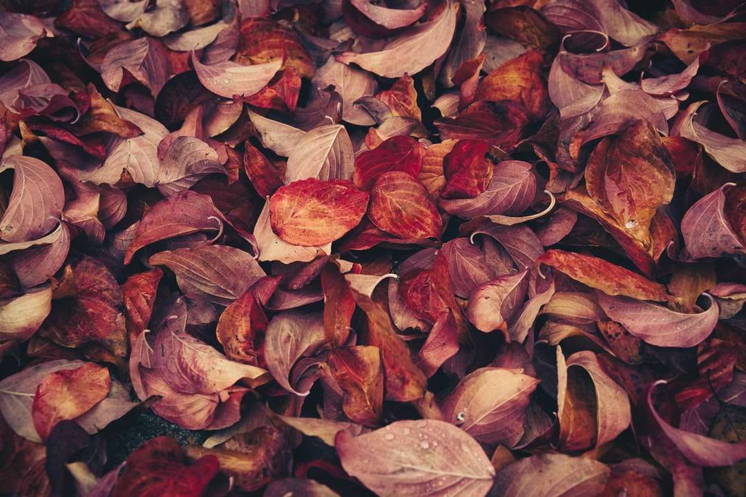 foglie appassite puzzle online