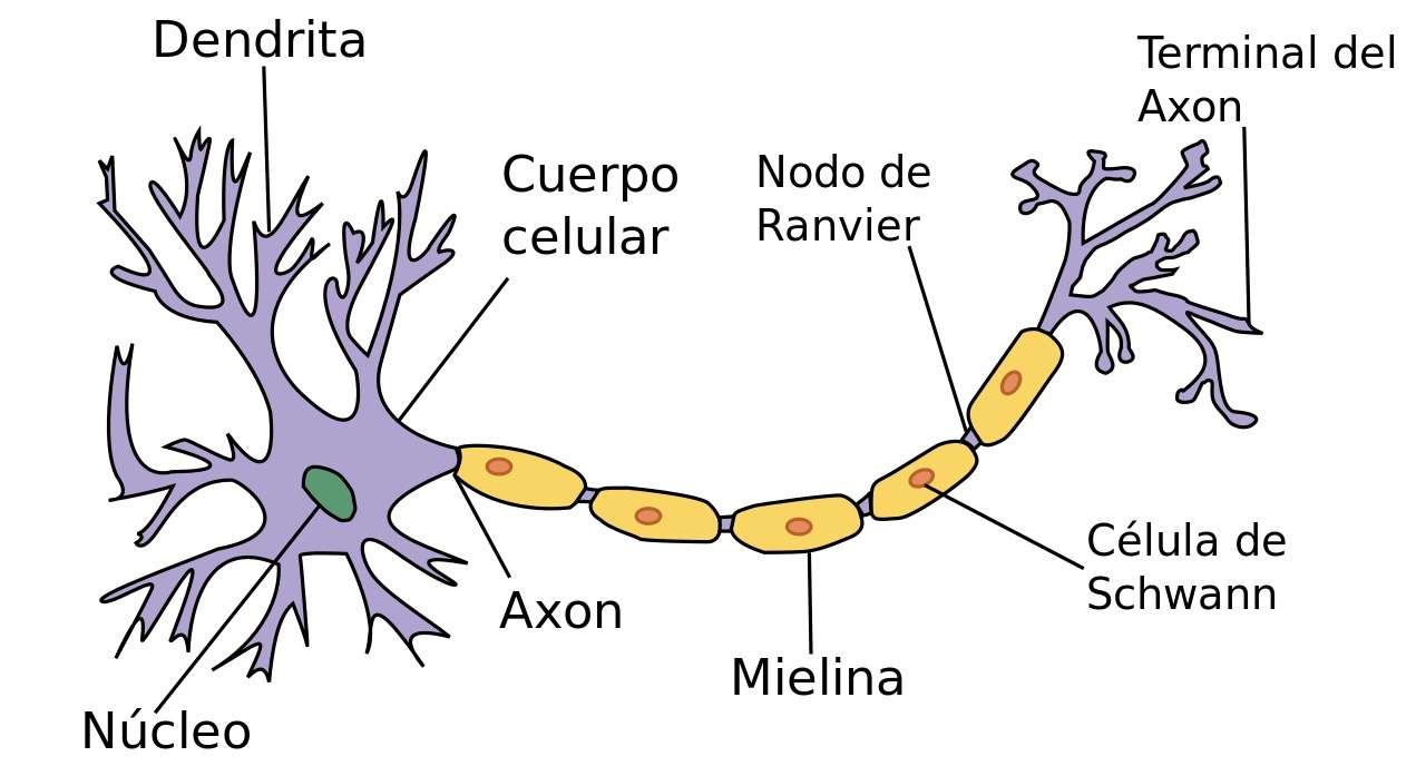 La Neurona rompecabezas en línea